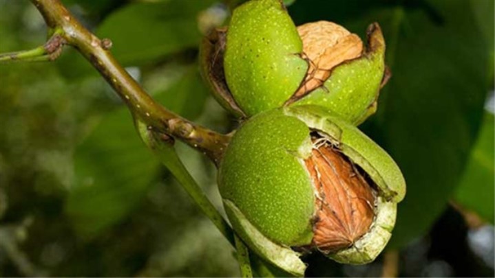 انواع نهال گردو پربار جهان کدامند؟ + {راهنمای خرید}: