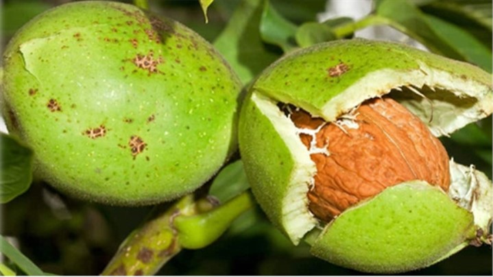 انواع نهال گردو پربار جهان کدامند؟ + {راهنمای خرید}: