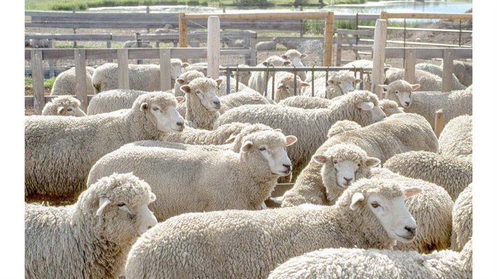 فرمالین قوی‌ترین ضدعفونی‌کننده دامداری و مرغداری‌ها