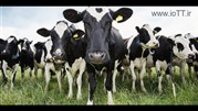 گاو هایی متصل به اینترنت! 