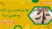 راز سلامتی در بهار: چرا بهار بهترین فصل برای زالودرمانی است؟
