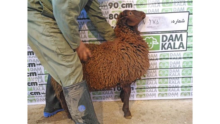 با سایت دامکالا خرید گوسفند زنده هم آنلاین شد! 