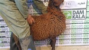 با سایت دامکالا خرید گوسفند زنده هم آنلاین شد! 