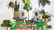 گل و گیاه آپارتمانی نخرید تا زمانی که این مطلب را بخوانید!