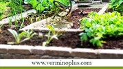 ورمی کمپوست