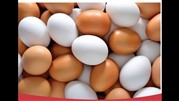 توقف صادرات تخم مرغ به عراق