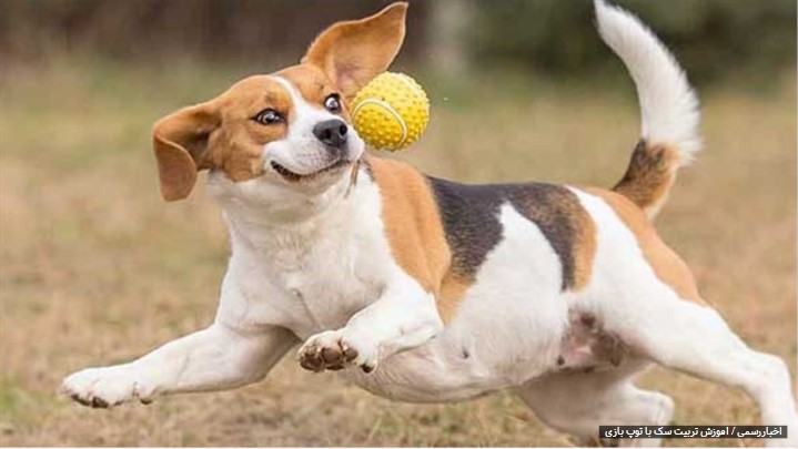 آموزش تربیت سگ در آکادمی آتاپت